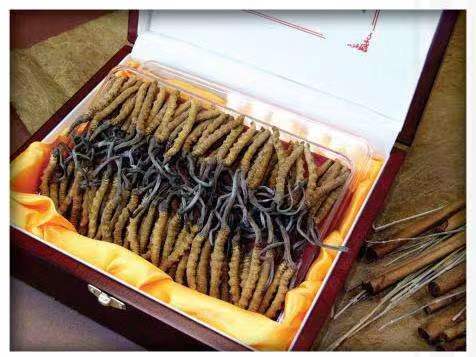 庆安冬虫夏草回收